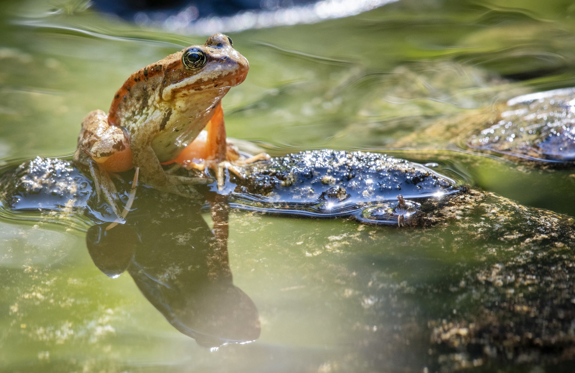 Cascades Frog